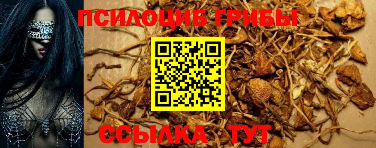 Псилоцибиновые грибы Cubensis Королёв